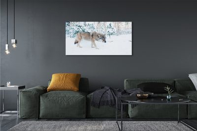 Foto ant drobes Vilkų žiemos miškas