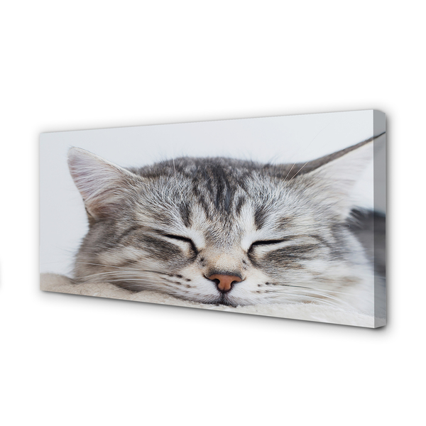 Nuotrauka ant drobes Mieganti katė