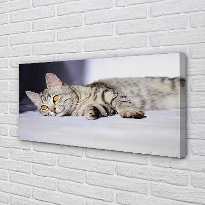 Foto ant drobes Guli katė