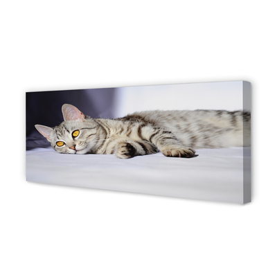 Foto ant drobes Guli katė
