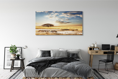 Foto paveikslai ant drobės Zebra debesų medis