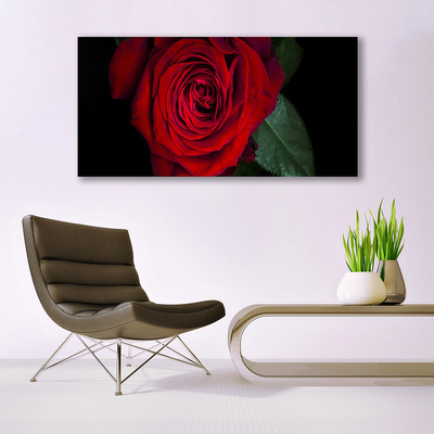 Foto ant drobes Rožė ant sienos