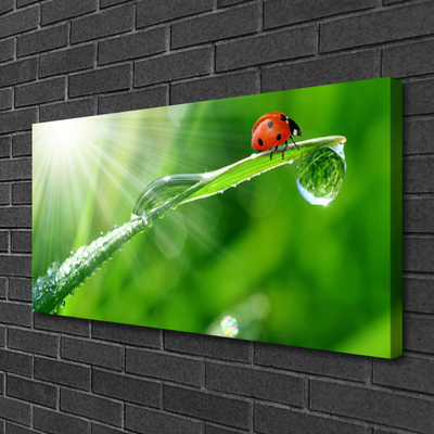 Foto paveikslai ant drobės Ladybug Nature Grass