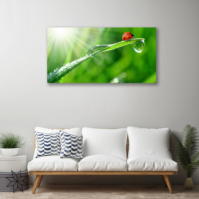 Foto paveikslai ant drobės Ladybug Nature Grass