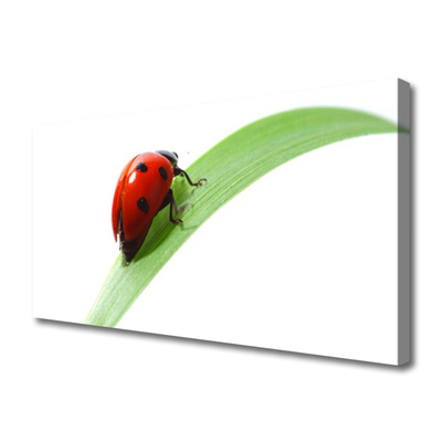 Foto paveikslai ant drobės Ladybug Leaf Nature