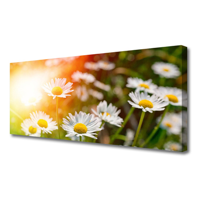 Foto paveikslai ant drobės Daisies Gėlės Rays