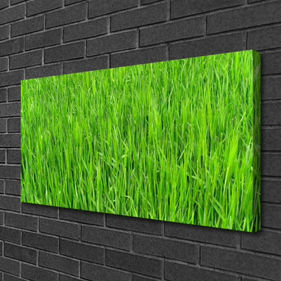 Foto paveikslai ant drobės Green Grass Nature Turf