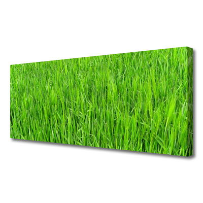 Foto paveikslai ant drobės Green Grass Nature Turf