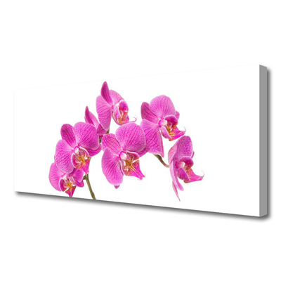 Foto ant drobes Orchidėjų gėlės gamta