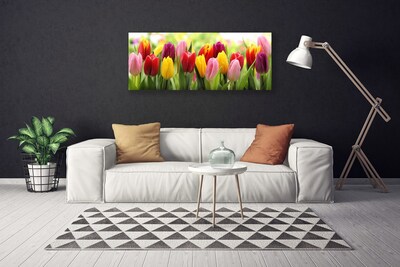 Nuotrauka ant drobes Tulpės Gėlės Gamta