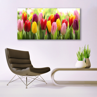 Nuotrauka ant drobes Tulpės Gėlės Gamta