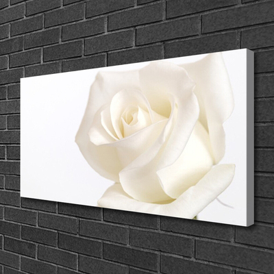Foto paveikslai ant drobės Rožių gėlės