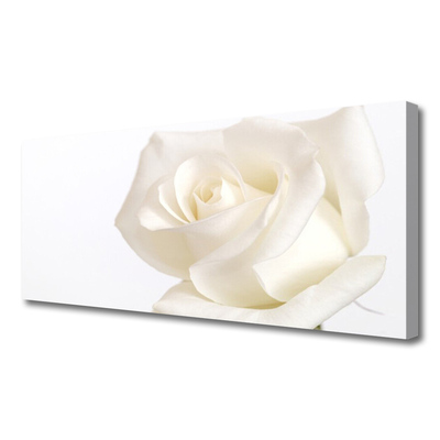 Foto paveikslai ant drobės Rožių gėlės