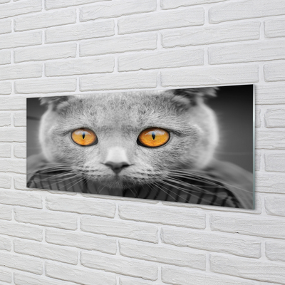 Stiklo paveikslas Britų pilka katė