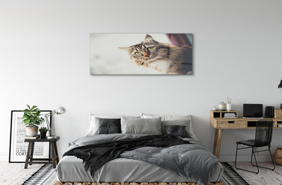 Stiklo paveikslas Meino meškėno katė