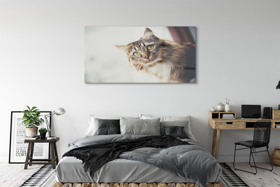 Stiklo paveikslas Meino meškėno katė