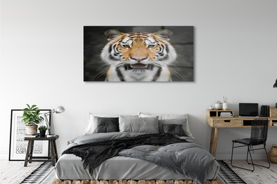Stiklo paveikslas Tigras