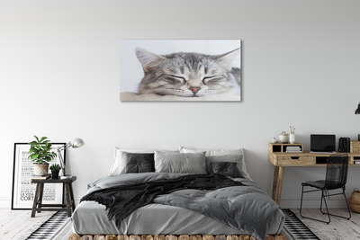 Stiklo paveikslas Mieganti katė