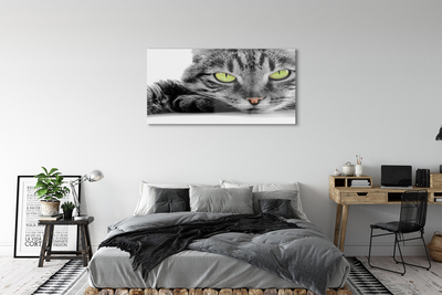 Stiklo paveikslas Pilka ir juoda katė