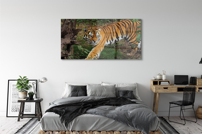 Stiklo paveikslas Miško tigras