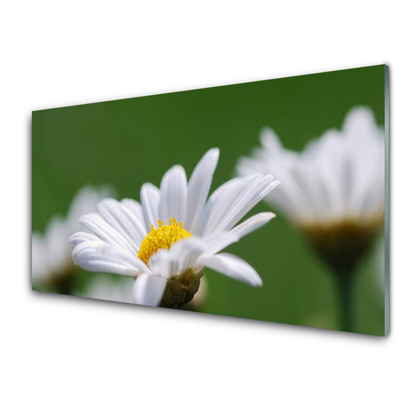 Stiklo paveikslas Daisy Ant sienos