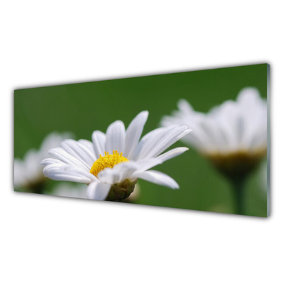 Stiklo paveikslas Daisy Ant sienos