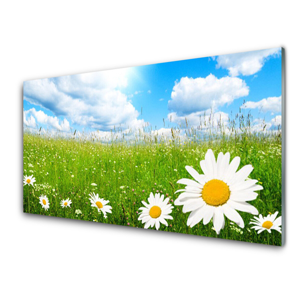 Stiklo paveikslas Daisy Grass gamta