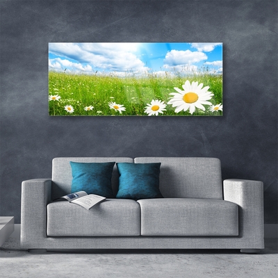 Stiklo paveikslas Daisy Grass gamta