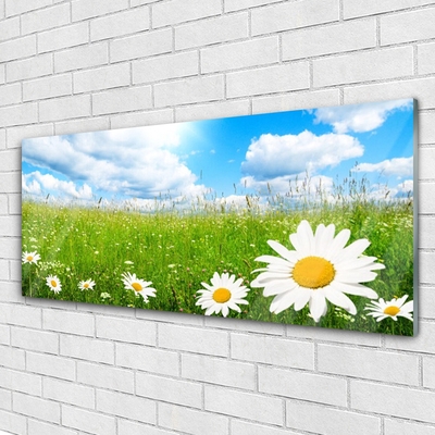 Stiklo paveikslas Daisy Grass gamta
