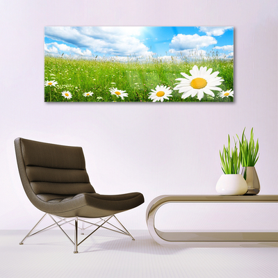 Stiklo paveikslas Daisy Grass gamta