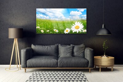 Stiklo paveikslas Daisy Grass gamta