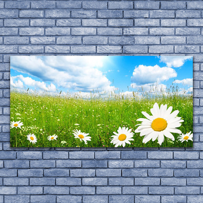 Stiklo paveikslas Daisy Grass gamta