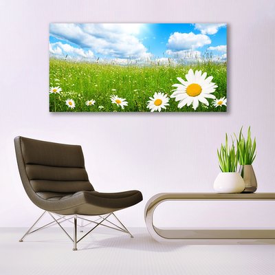 Stiklo paveikslas Daisy Grass gamta