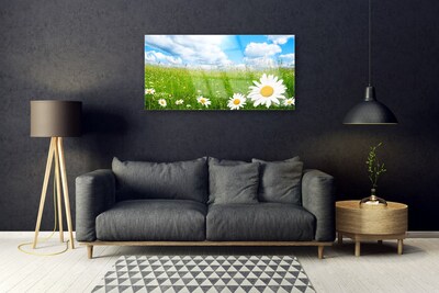 Stiklo paveikslas Daisy Grass gamta