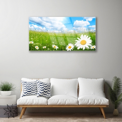 Stiklo paveikslas Daisy Grass gamta