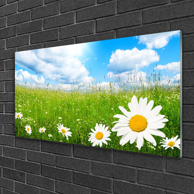 Stiklo paveikslas Daisy Grass gamta