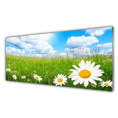 Stiklo paveikslas Daisy Grass gamta