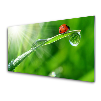 Stiklo paveikslas Ladybug Nature Grass