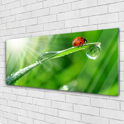 Stiklo paveikslas Ladybug Nature Grass