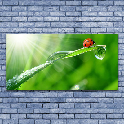 Stiklo paveikslas Ladybug Nature Grass