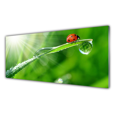Stiklo paveikslas Ladybug Nature Grass