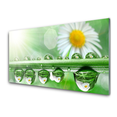 Stiklo paveikslas Rosa Leaf Daisies Gamta
