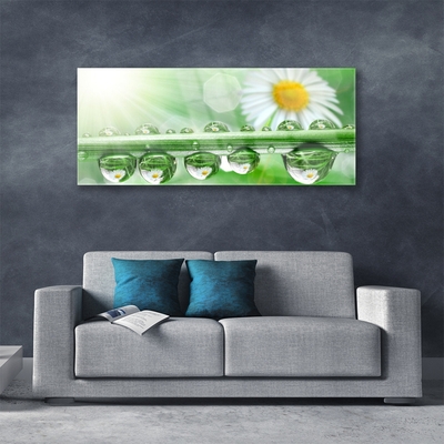 Stiklo paveikslas Rosa Leaf Daisies Gamta