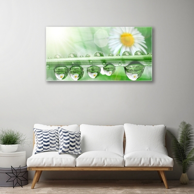 Stiklo paveikslas Rosa Leaf Daisies Gamta