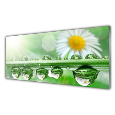 Stiklo paveikslas Rosa Leaf Daisies Gamta