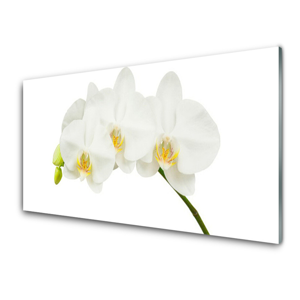 Paveikslas ant stiklo Orchidėja ūgliai Gėlės Gamta
