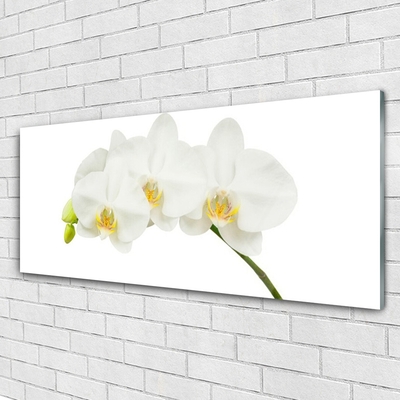 Paveikslas ant stiklo Orchidėja ūgliai Gėlės Gamta