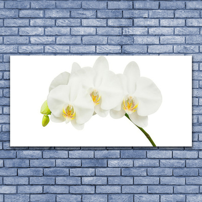 Paveikslas ant stiklo Orchidėja ūgliai Gėlės Gamta