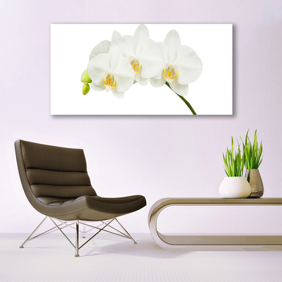 Paveikslas ant stiklo Orchidėja ūgliai Gėlės Gamta