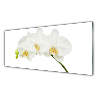 Paveikslas ant stiklo Orchidėja ūgliai Gėlės Gamta